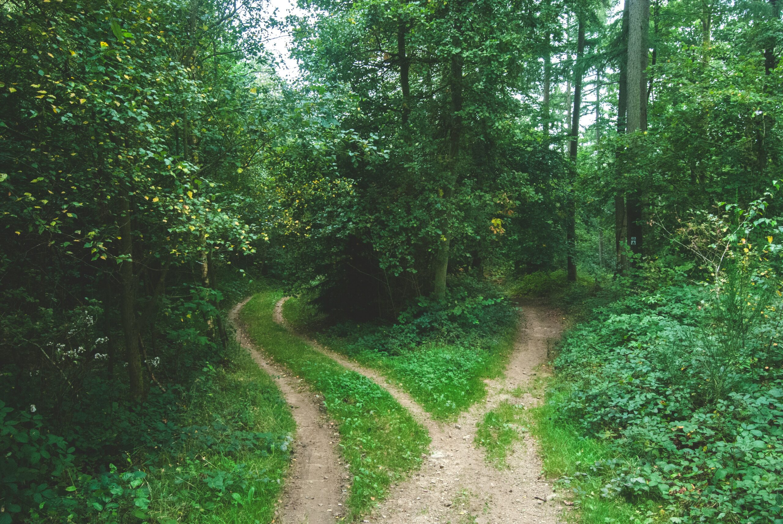 Featured image for “The Road We Choose”